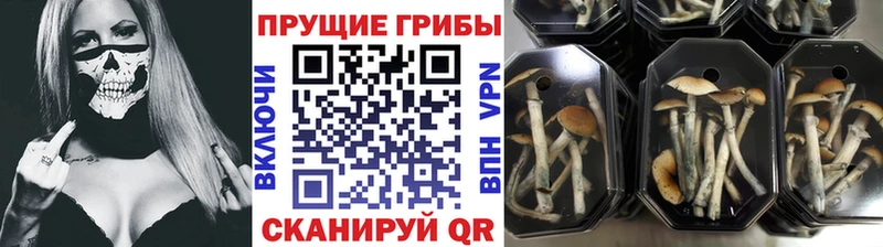 Псилоцибиновые грибы Cubensis  Нурлат 